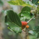My Tuscan Roots Podcast